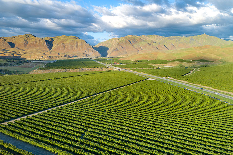 Rows of crops on the outskirts of Bakersfield