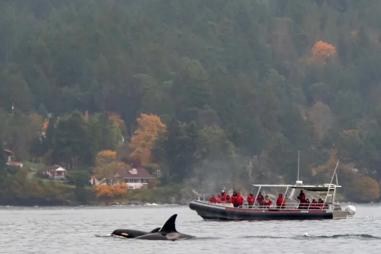 Passengers aboard a whale-watching tour boat get a close-up view of two orca whales off the coast of Bellevue, Washington.