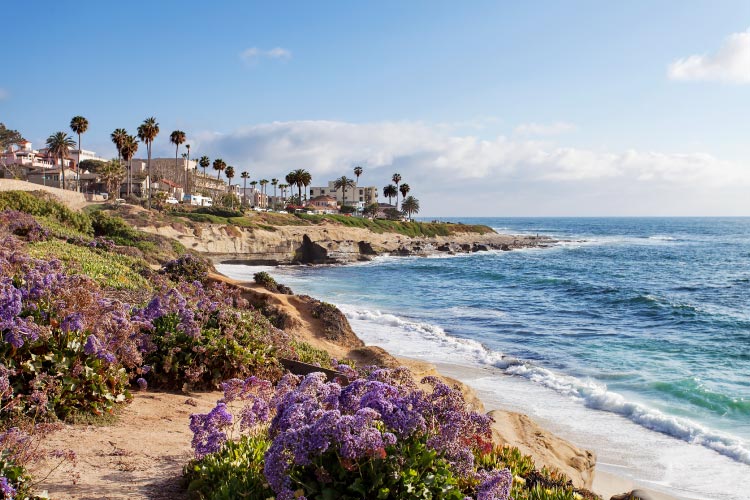 View of the coast in La Jolla, California. Large homes are built into the cliffs above the water, and purple flowers are blooming among the dunes.