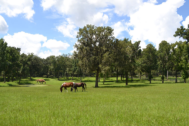 Horses grazing in a tree-filled pasture.