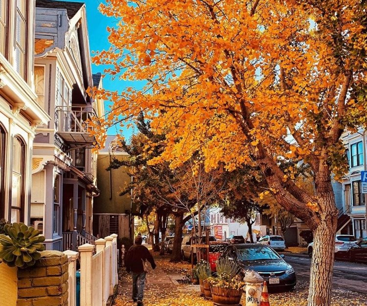 A residential street in the Noe Valley neighborhood of San Francisco. A man walks down the sidewalk as nearby trees drop brightly colored autumn leaves. 