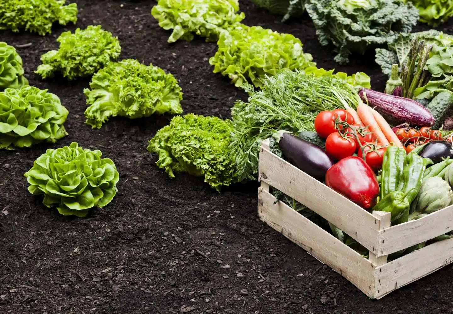 vegetable garden