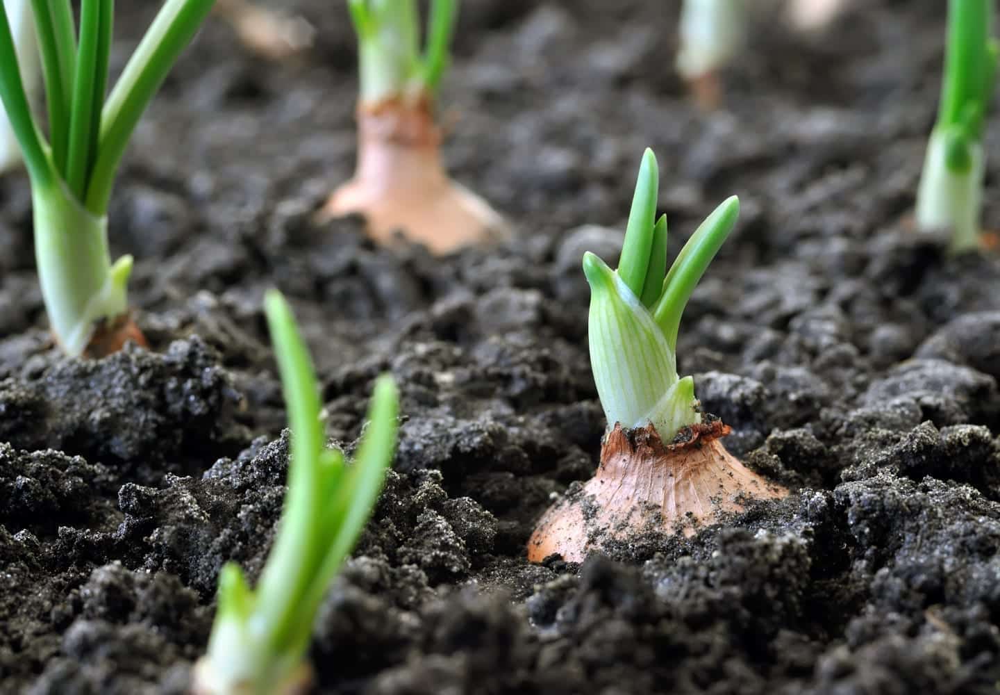 Onions growing from soil