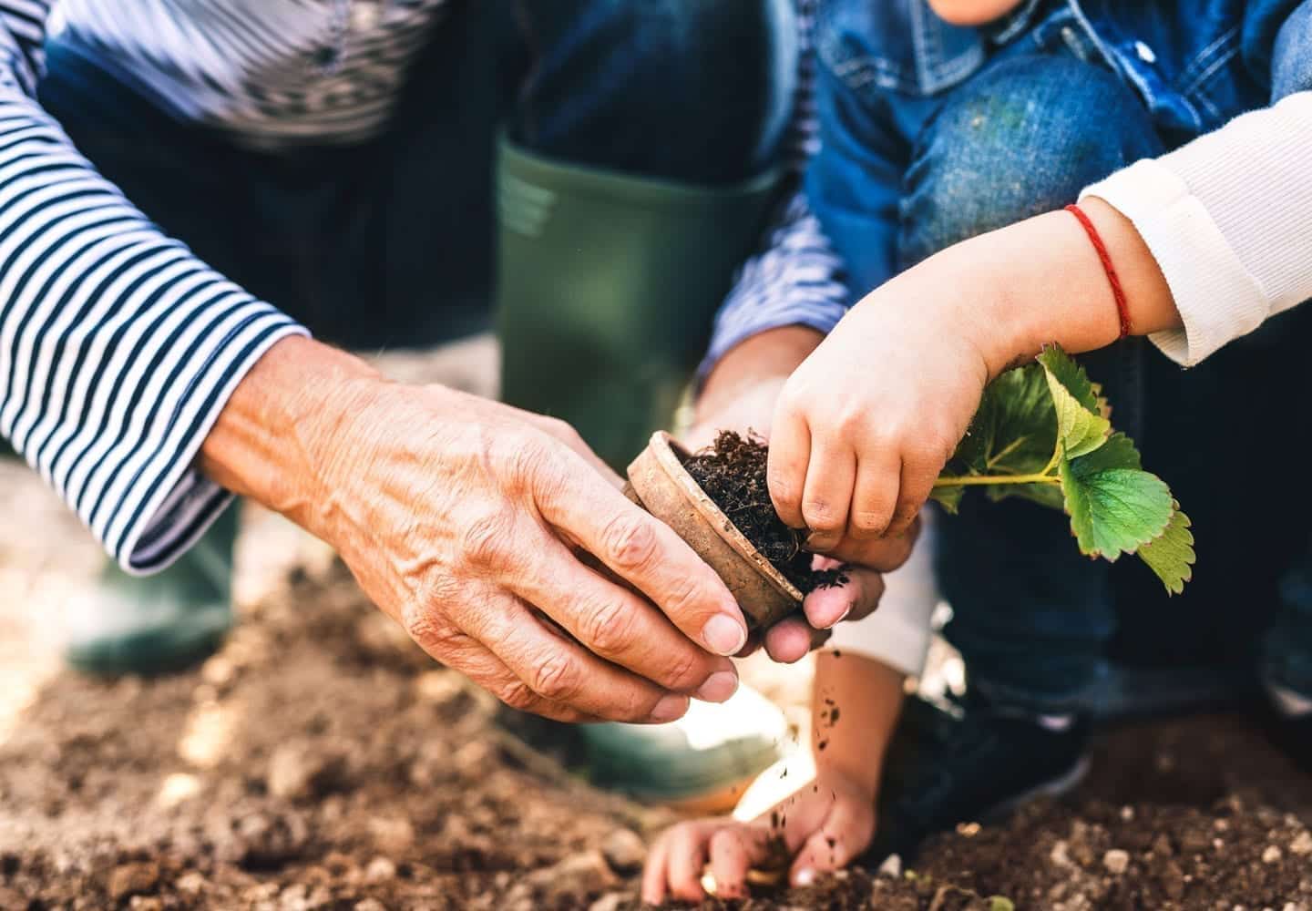 A grandfather teaches his grandson how to pot plants