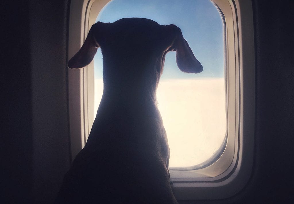 A brown puppy looks out the window of a plane on its way to Canada. 