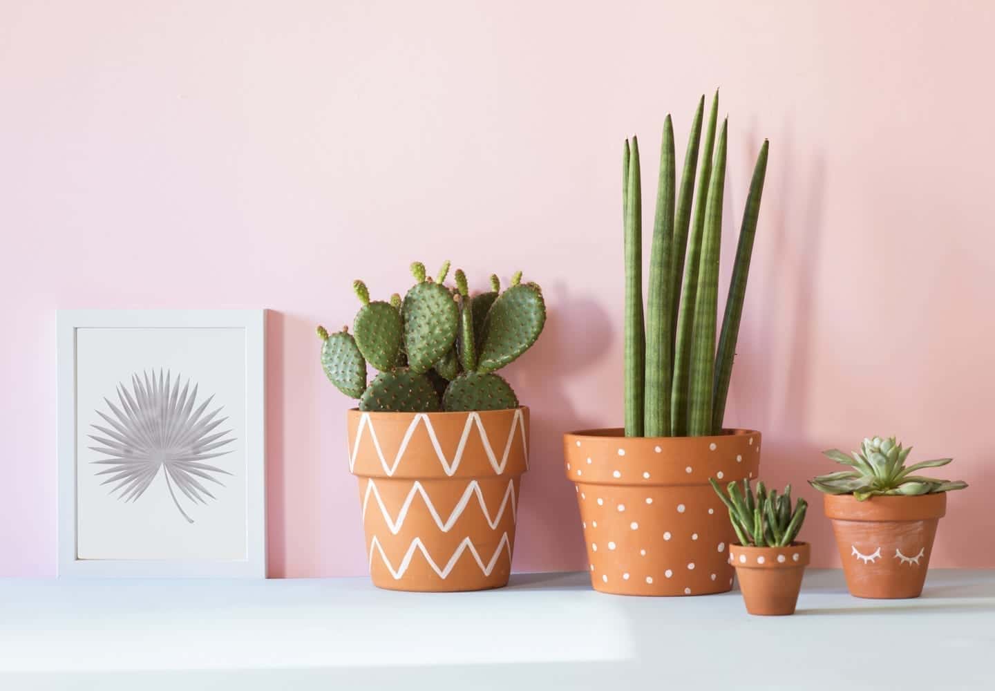 Four different succulent house plants and a drawing of a palm frond against a pink wall. 