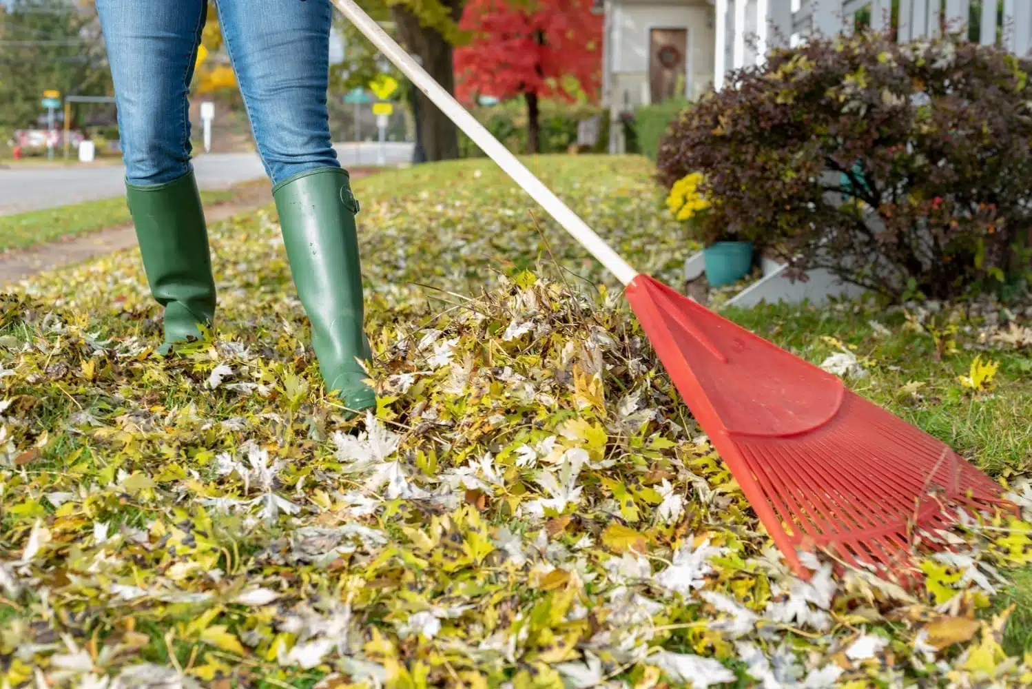 A woman rakes leaves in her front yard wearing blue jeans and green galoshes