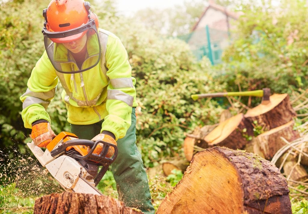 A professional arborist cuts down a tree before winter to protect a home from falling limbs.