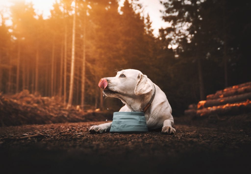 dog bowl decor