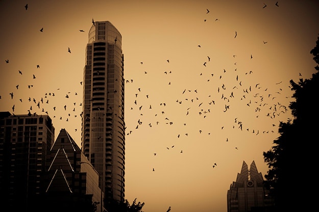 Bats take flight at sundown in Austin, Texas. They surround a high-rise building. There is a brownish tint to the image. 