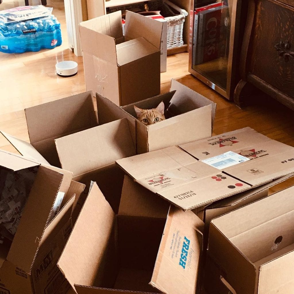 Moving boxes with cat's head poking up