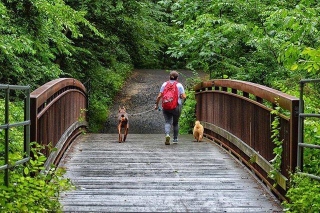 A woman is hiking across a wooden bridge with her dogs at Lake Accotink Park in Springfield, Virginia.