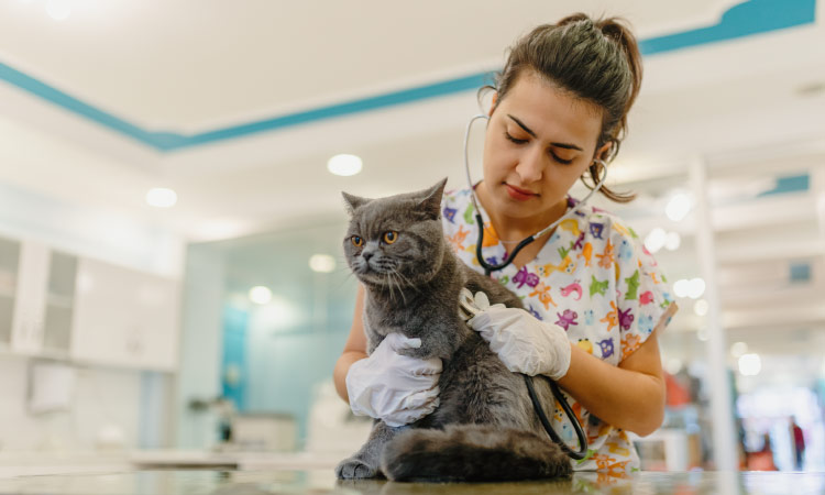 A vet in colorful scrubs performs a final check-up on a domestic cat before its family moves  — this is an important step to include on your moving-to-an-apartment checklist.
