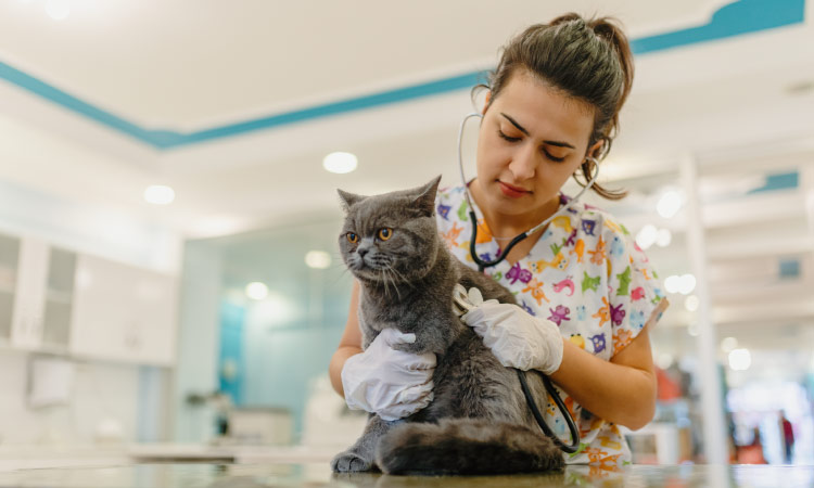 A veterinarian in colorful scrubs is using a stethoscope to listen to the breathing of a cute gray cat.
