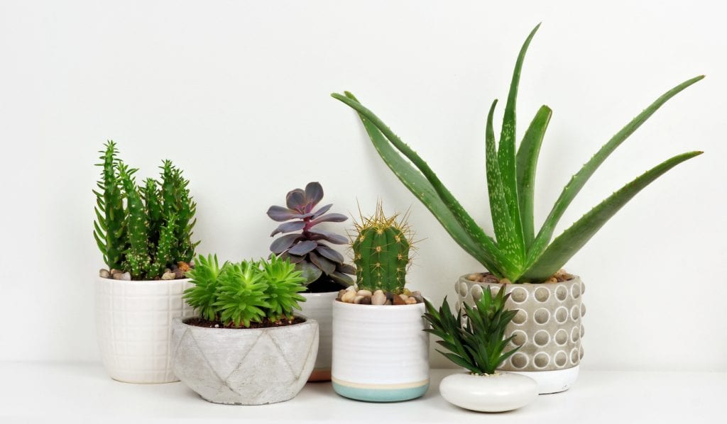 A variety of succulent plants in decorative pots