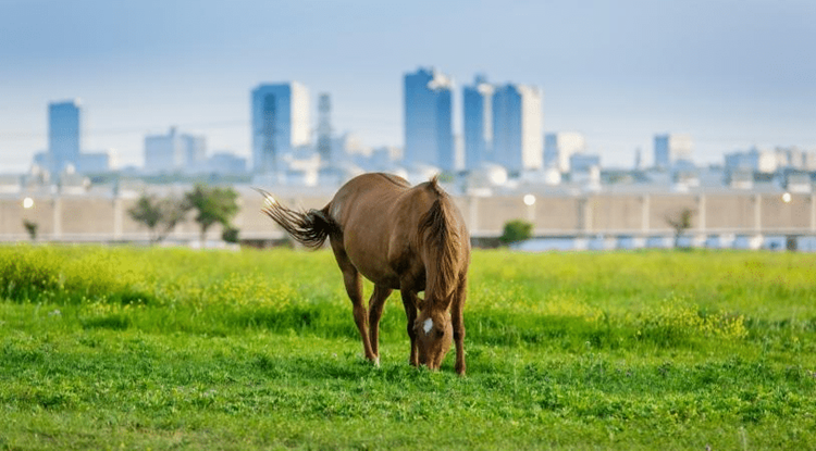 A horse is grazing in a grassy field in Fort Worth, Texas, with the city skyline visible in the distance.
