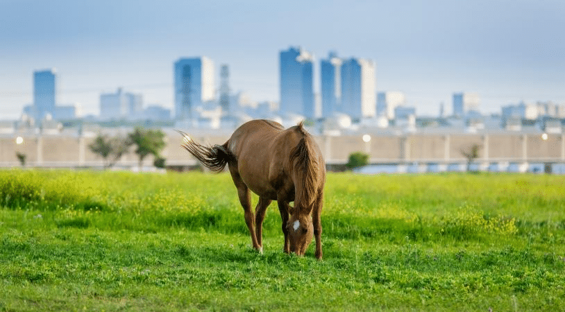 A horse is grazing on grass within the city limits of Fort Worth, Texas. The city skyline can be seen in the distance.