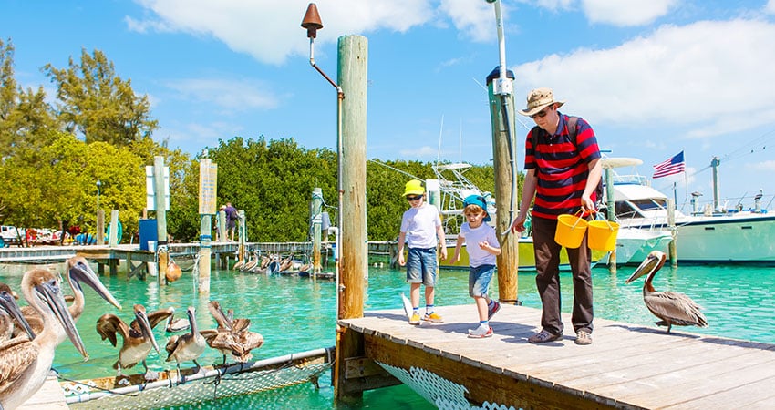 A man and his two sons feed splash in the waters on the dock, surrounded by pelicans. 