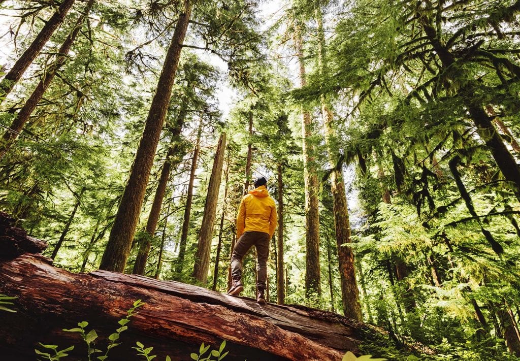 A hiker in a yellow jacket is standing on top of a tree trunk in one of Seattle’s forests, admiring nature on a sunny day.