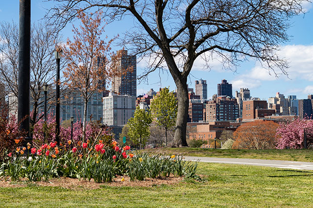 A sunny day in Astoria’s Rainey Park in Queens. Flowers are blooming and the grass is green. In the distance, tall city buildings are visible. 