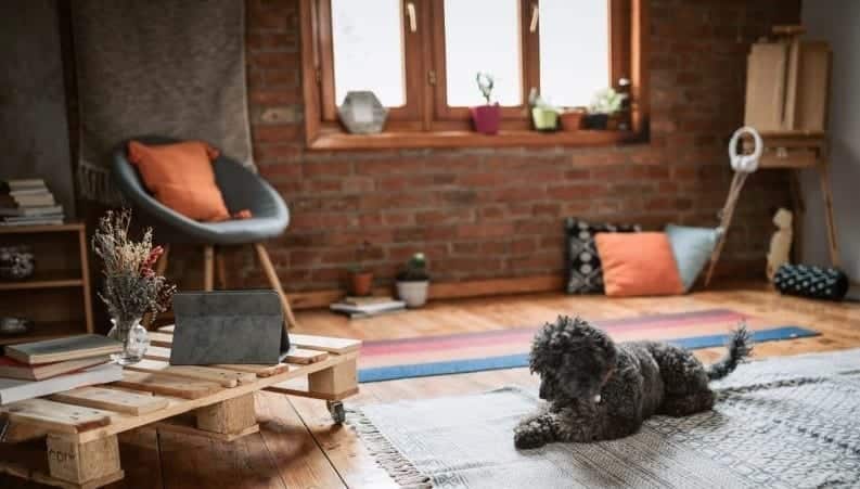 Dog in apartment