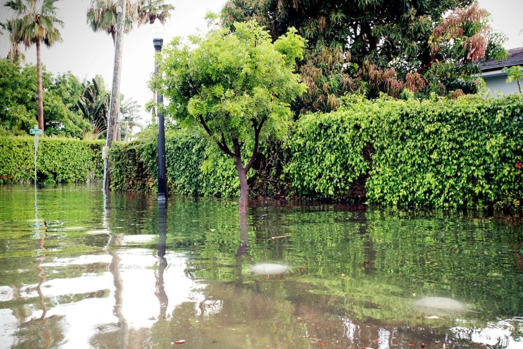 a flooded street in Miami, Florida. The wter line meets the shrubs in someone's yard. The water also covers half a tree trunk. 