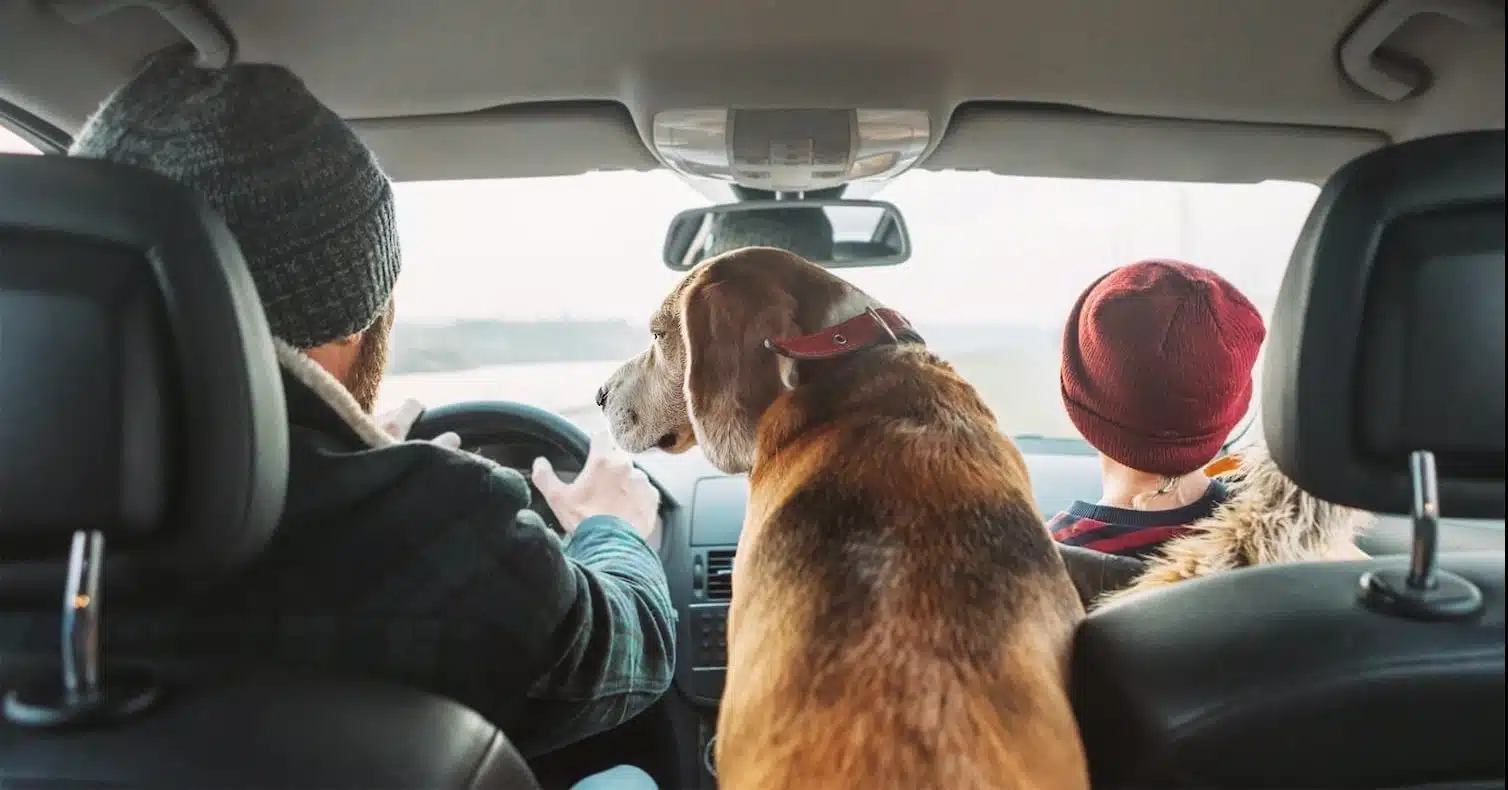 A couple drives in the snow to their next adventure. The interior of the car is balck and they are both wearing knit hats. There is a golden retriever sitting in between them. 