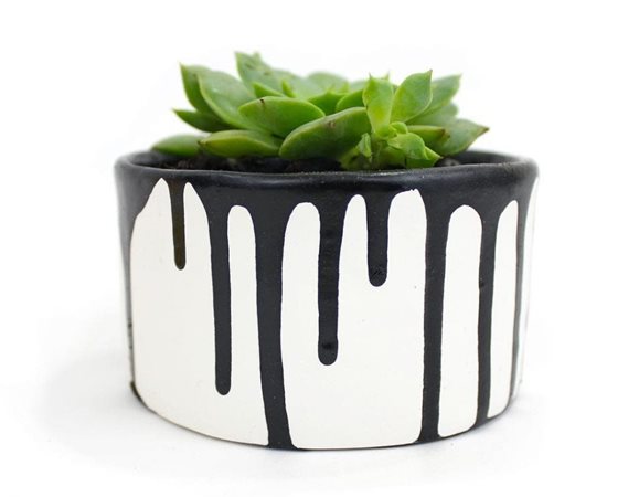 A potted succulent
