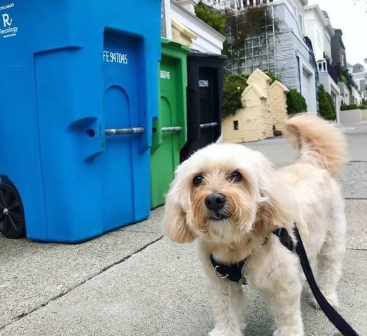 a dog in San Francisco