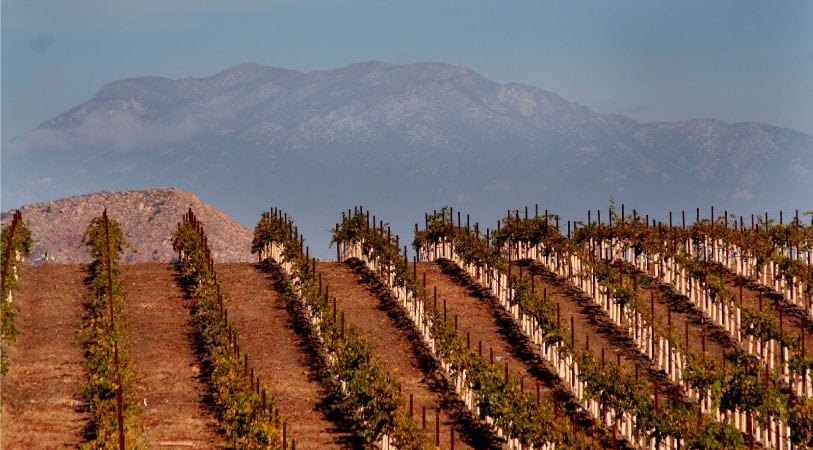 Mountains loom in the distance beyond a large vineyard with rows and rows of grape vines in the San Diego wine country. 