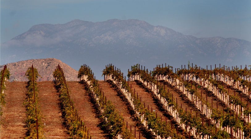 Mountains loom in the distance beyond a large vineyard with rows and rows of grape vines in the San Diego wine country.