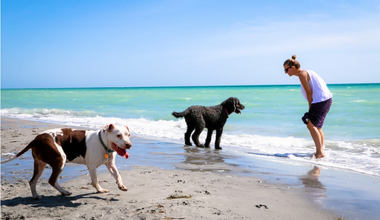A local woman plays with her dogs at Brohard Beach and Paw Park in Sarasota County, Florida.
