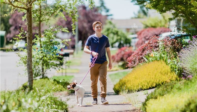 A teenage boy is walking his dog through a neighborhood in Portland, Oregon. It’s summer and a variety of bushes and other plants are blooming along the sidewalk.