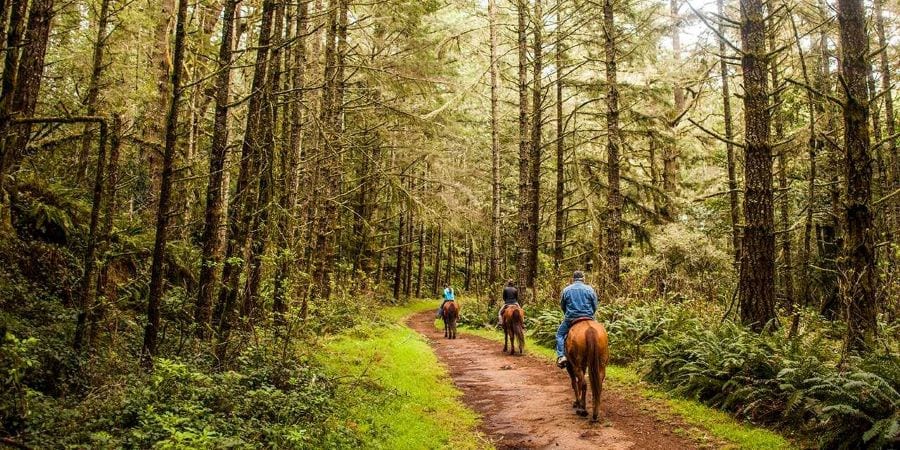Three people ride through a California forest on horseback. The pine trees on either side of the trail are tall and skinny and the underbrush is lush and green.