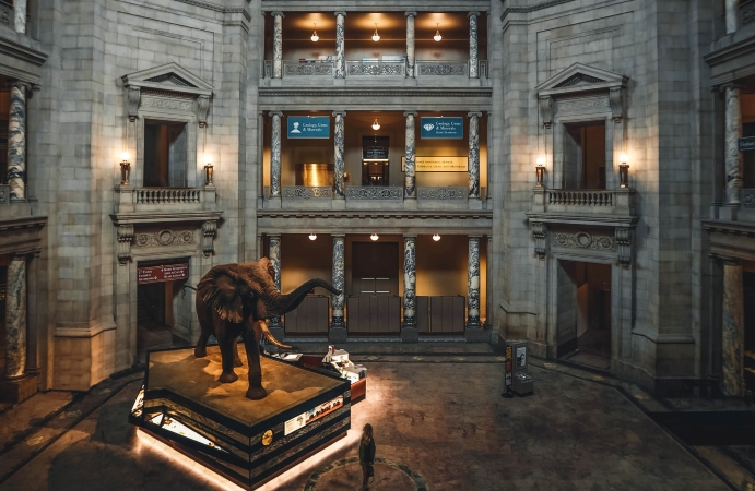 A woman examines the African elephant in the Smithsonian National Museum of Natural History in Washington, D.C.