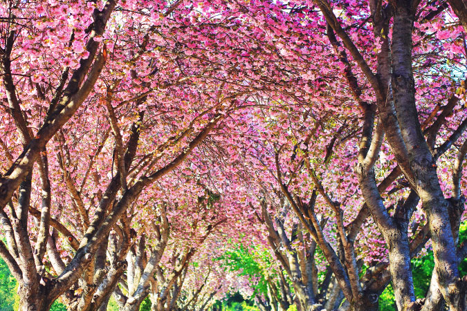 A close-up of a cherry tree grove with thousands of pink cherry blossoms in bloom.