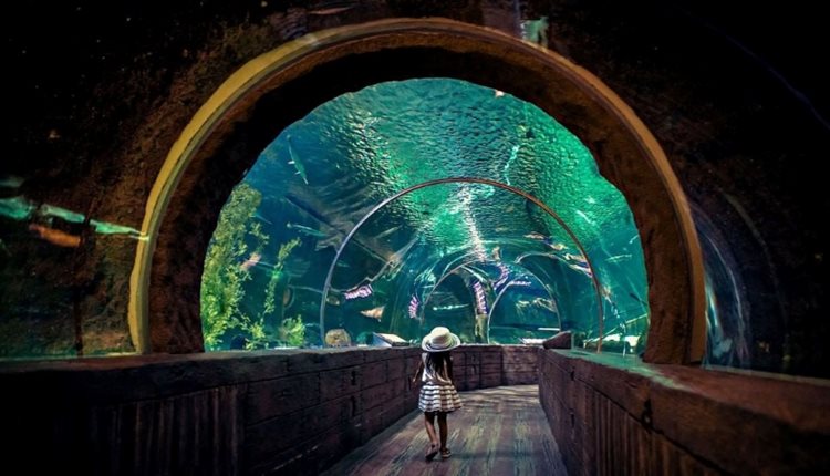 A young girl in a white hat walks through the Ocean Tunnel at SEA LIFE Aquarium in the Mall of America.
