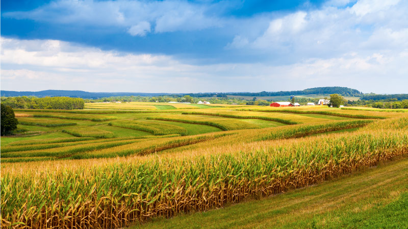 A gorgeous Iowa view of rolling hills, corn fields, and farmhouses. In the distance are forested hills with a stormy sky brewing above.