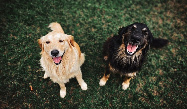 Two happy dogs are sitting on a grassy patch and looking upward.