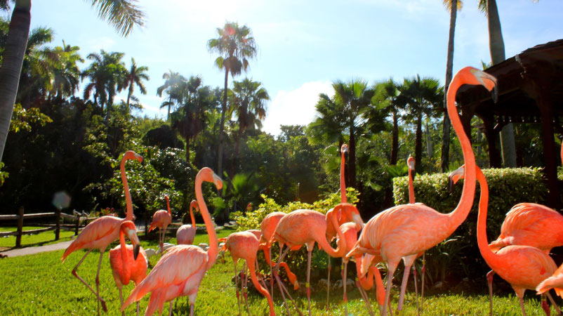 A group of bright pink flamingos surrounded by tropical foliage at the Sarasota Jungle Gardens.