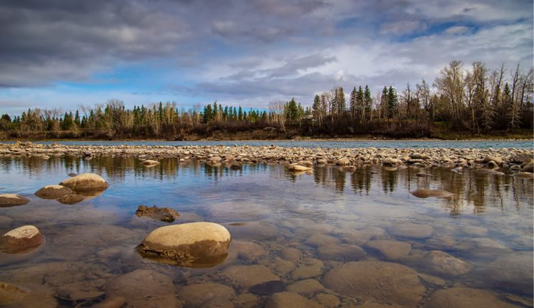 A water-level view of Bow River in the springtime. The water is still and filled with smooth river rocks. Across the way, tall trees with sparse foliage dot the riverbanks.
