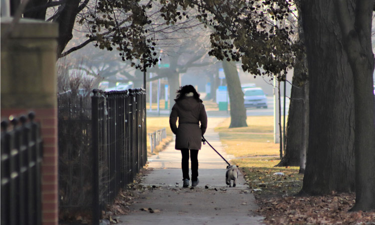 A woman is walking alone with her dog down a tree-lined residential street in Chicago. It’s autumn and the trees have already dropped many of their leaves. The woman is wearing a warm coat and she has her hands in her pocket to shield them from the cold wind. 