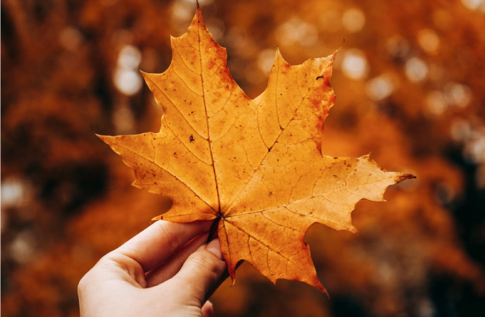 A hand holding a beautiful orange fall leaf, with more fall leaf colors out of focus in the background.