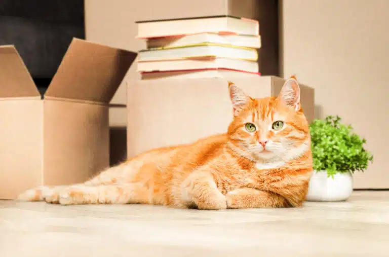 An orange cat laying in front of moving boxes