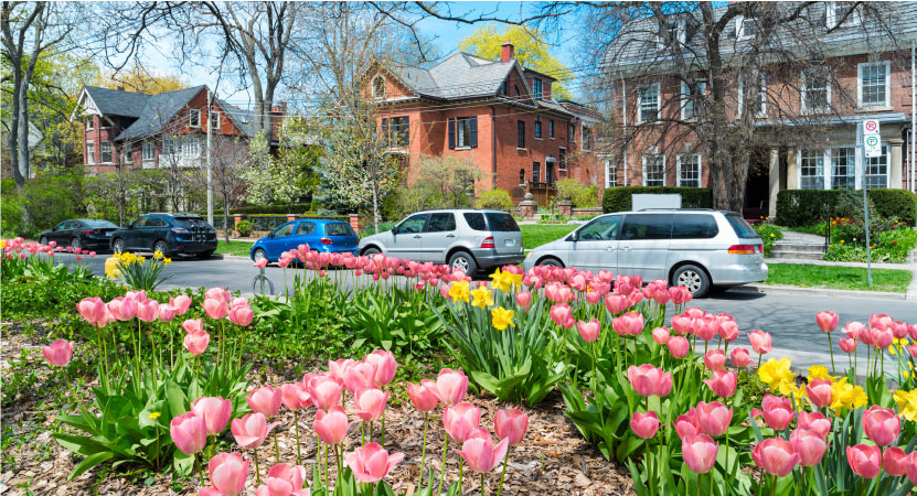 Colourful tulips bloom along a residential street in The Annex neighbourhood of Toronto, Ontario.