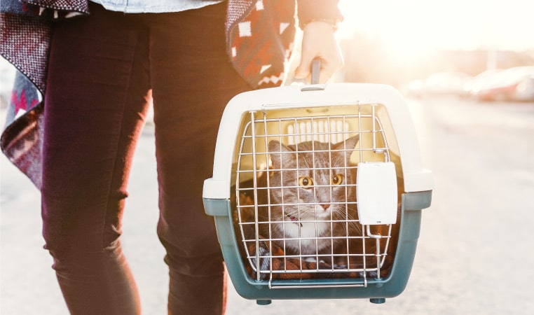 A close-up of a cat looking apprehensive in its carrier as its owner carries it through the airport parking lot before boarding a plane.