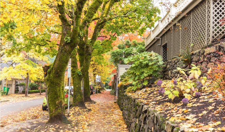Autumn in a Portland, Oregon, neighborhood. A residential sidewalk is carpeted in golden leaves. It’s lined by moss-covered trees on one side and a stone wall on the other. 