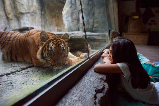 A tiger at Jacksonville Zoo and Gardens is looking at the camera as two young kids admire him from the other side of a glass barrier.