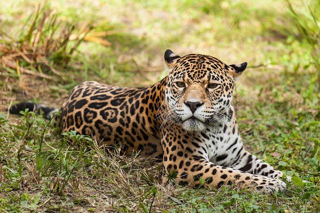 A jaguar is resting in the grass at the Jacksonville Zoo and Gardens.