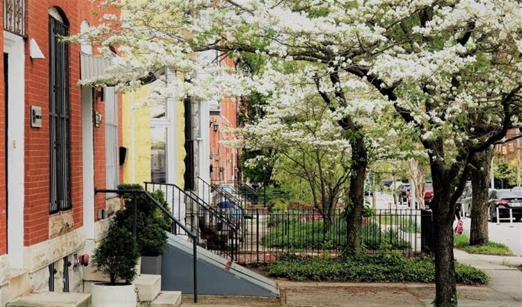 White blossoms are blooming on trees outside a row of distinct townhomes in one of the best Baltimore neighborhoods.